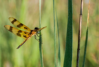 Nature/Wildlife